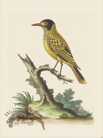 Edwards 186 Yelw Indn Starling